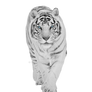 White tiger on a transparent background.