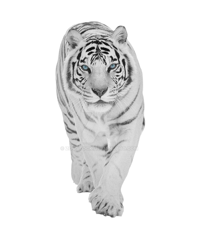 White tiger on a transparent background. by ZOOSTOCK on DeviantArt