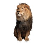 Sitting lion on a transparent background.