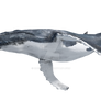 Blue whale on a transparent background