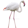 Flamingos on a transparent background.