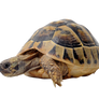 Steppe turtle on a transparent background