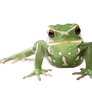 Tropical frog on a transparent background