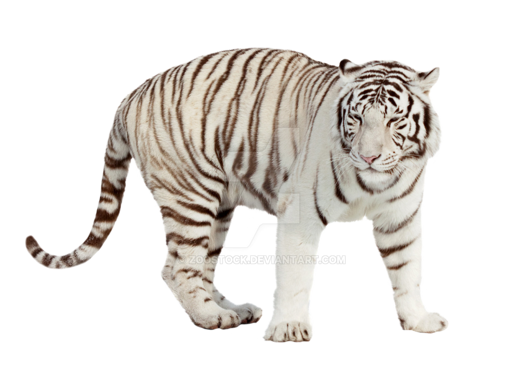 White tiger on a transparent background by ZOOSTOCK on DeviantArt