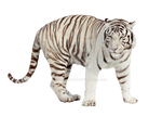 White tiger on a transparent background