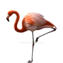 Pink flamingos on a transparent background.