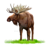 Moose on a transparent background