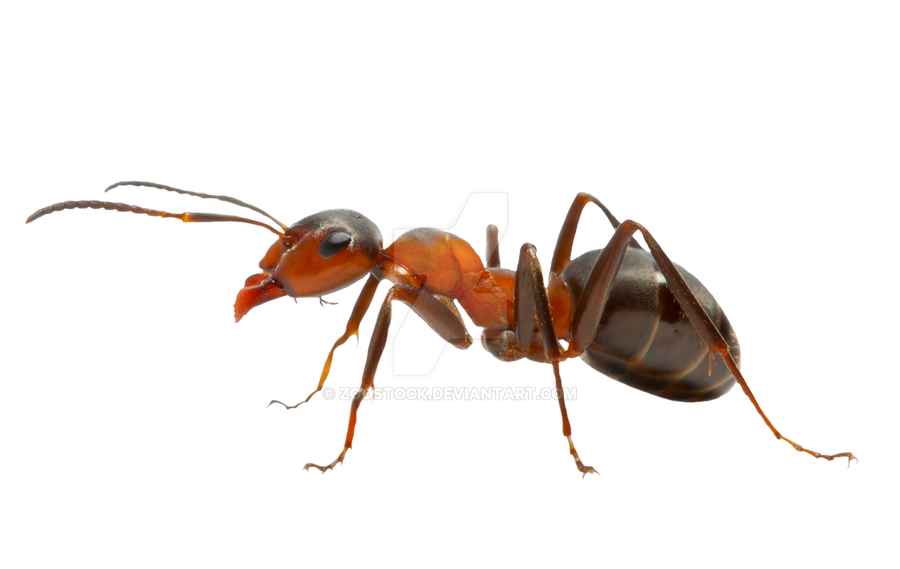 Antihil Insects Working insect from an anthill by ZOOSTOCK on DeviantArt
