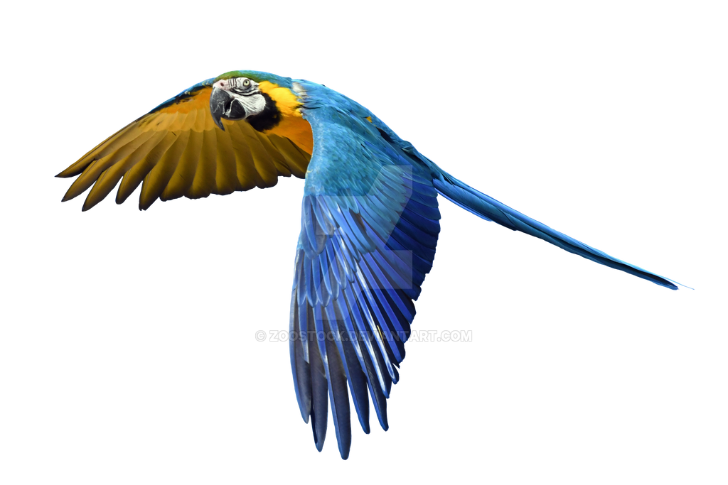 Australian parrot in flight by ZOOSTOCK on DeviantArt