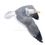 Seagull in flight on a transparent background.