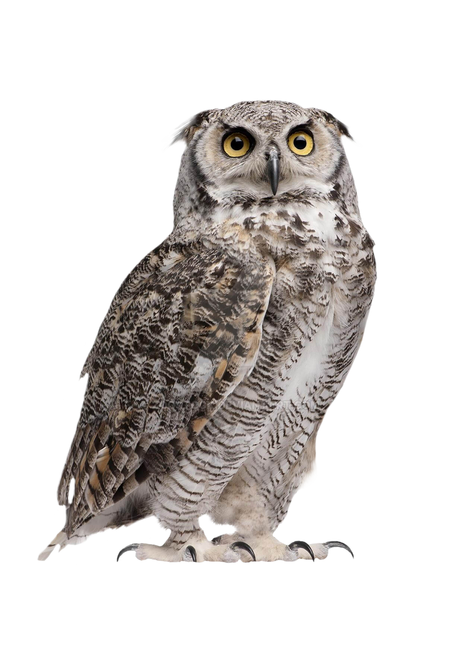 Owl on a transparent background. by ZOOSTOCK on DeviantArt Owl on a transparent background. by ZOOSTOCK on DeviantArt