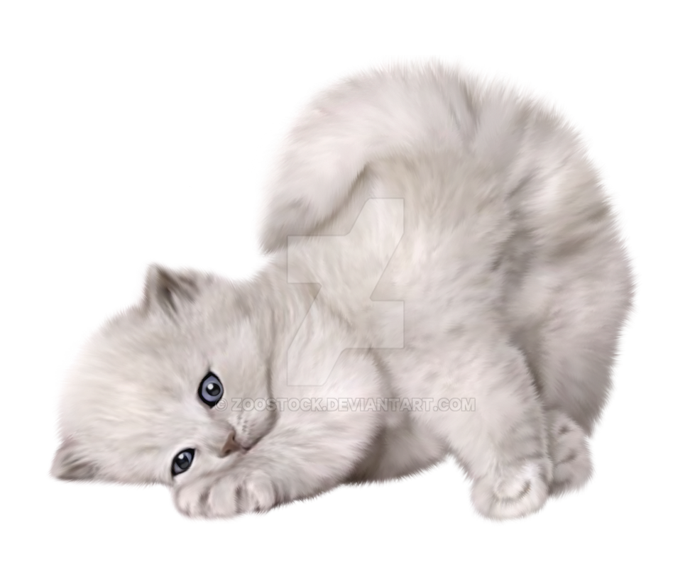 A small, white kitten on a transparent background by ZOOSTOCK on DeviantArt