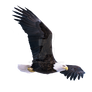 The bald eagle in flight on a transparent backgrou