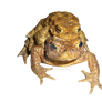 Two toads on a transparent background.