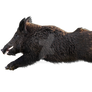 Wild boar bouncing on a transparent background.