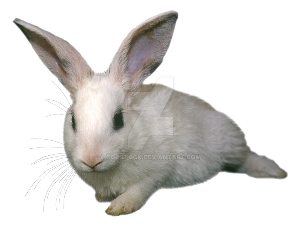 Rabbit Png Transparent Rabbit PNG Transparent Images Download PNG
