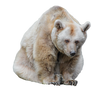 Bear on a transparent background.