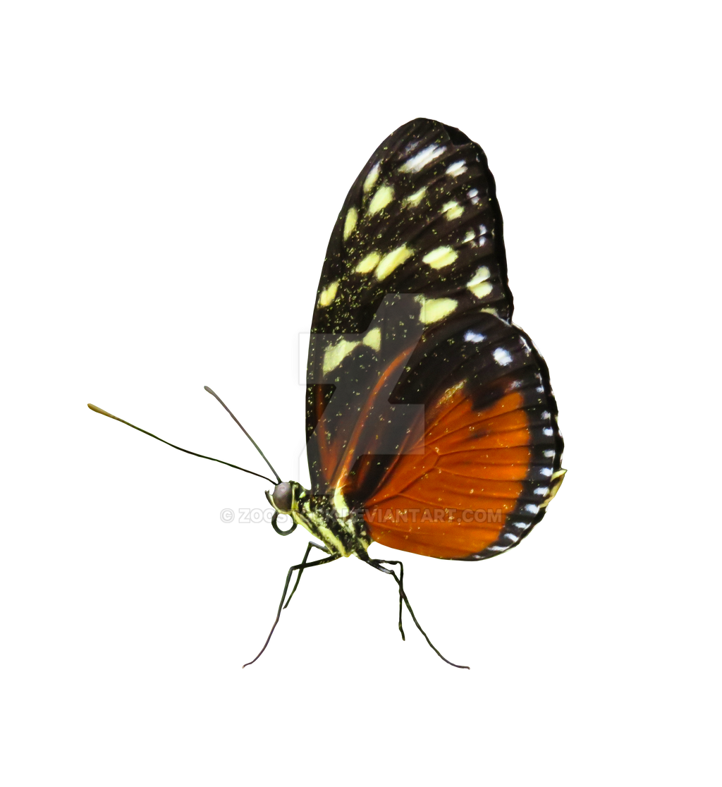 Insect butterfly on a transparent background. by ZOOSTOCK on DeviantArt