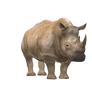 Animal rhino on a transparent background.