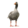 Bird goose on a transparent background.