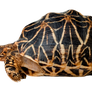 Turtle on a transparent background.