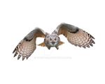 Owl in flight on a transparent background.
