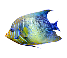 Tropical seas fish on transparent background