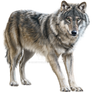 Painted wolf on a transparent background.