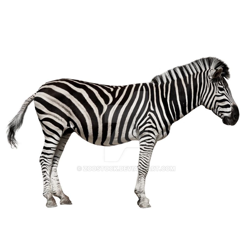Animal zebra on a transparent background. by ZOOSTOCK on DeviantArt Animal zebra on a transparent background. by ZOOSTOCK on DeviantArt