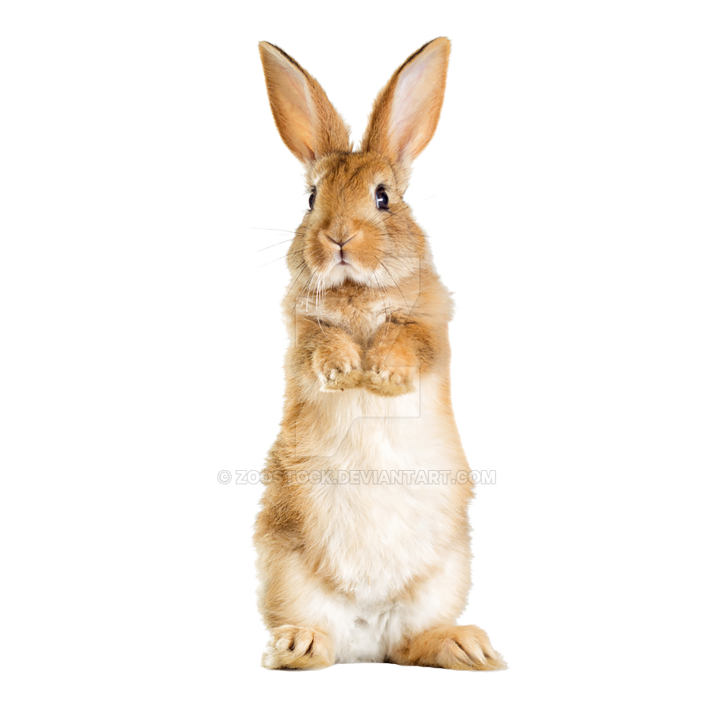 Rabbit on a transparent background. by ZOOSTOCK on DeviantArt