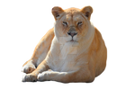 Lion resting on a transparent background