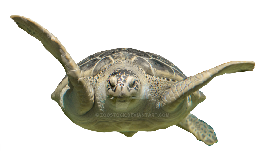 Sea turtle on a transparent background by ZOOSTOCK on DeviantArt