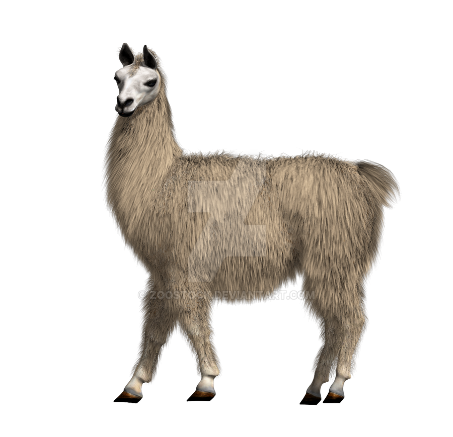 Animal lama on a transparent background by ZOOSTOCK on DeviantArt