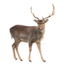 Forest deer on a transparent background