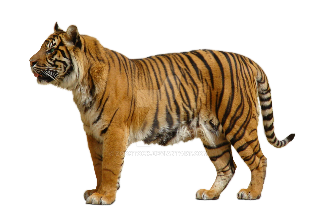 Bengal tiger on a transparent background. by ZOOSTOCK on DeviantArt