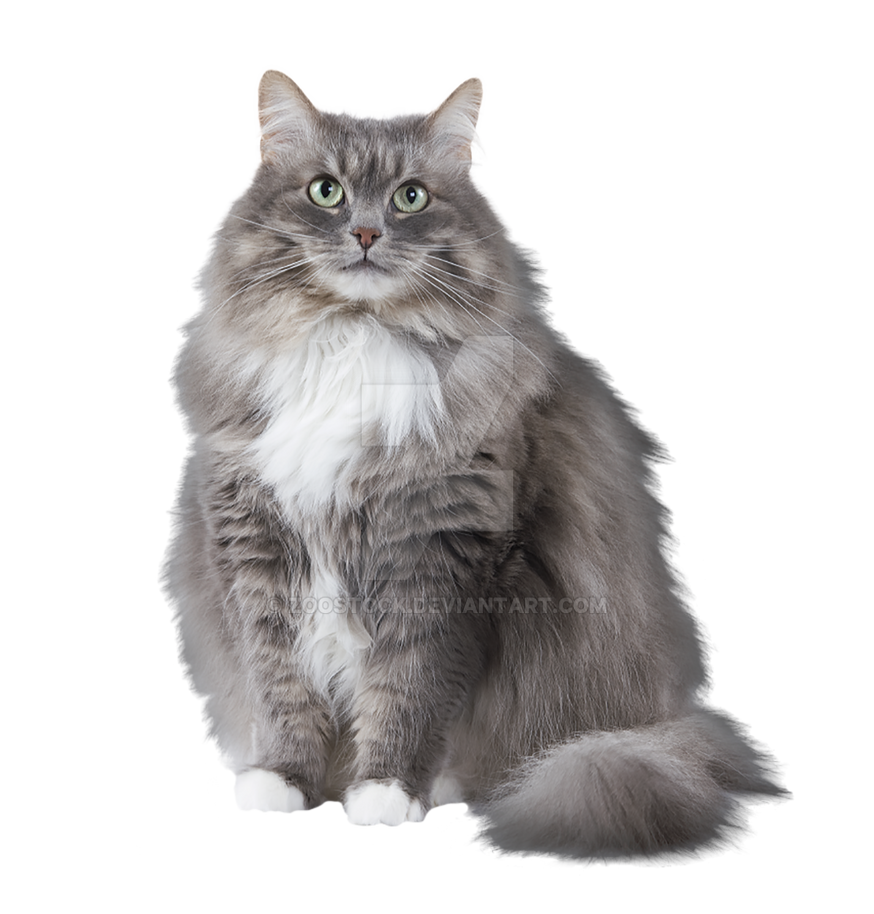 Domestic cat on a transparent background by ZOOSTOCK on DeviantArt