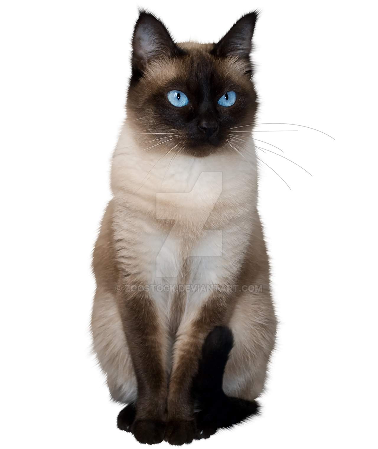 british cat isolated on white background. Cute cat PNG transparent, Cute Cat