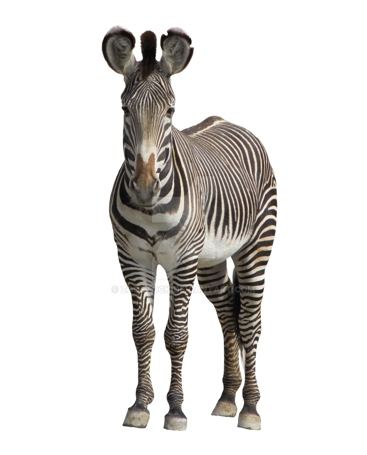 Animal zebra on a transparent background. by ZOOSTOCK on DeviantArt