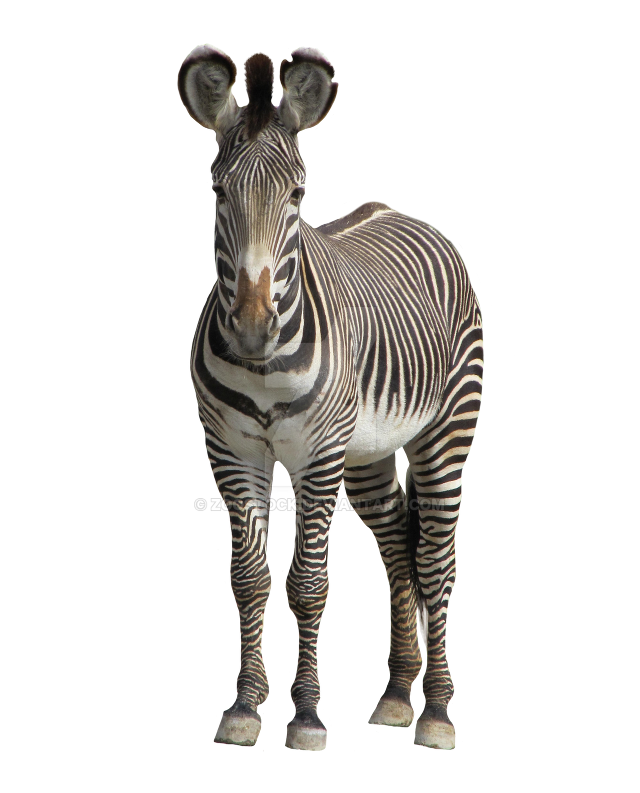 Animal zebra on a transparent background. by ZOOSTOCK on DeviantArt Animal zebra on a transparent background. by ZOOSTOCK on DeviantArt