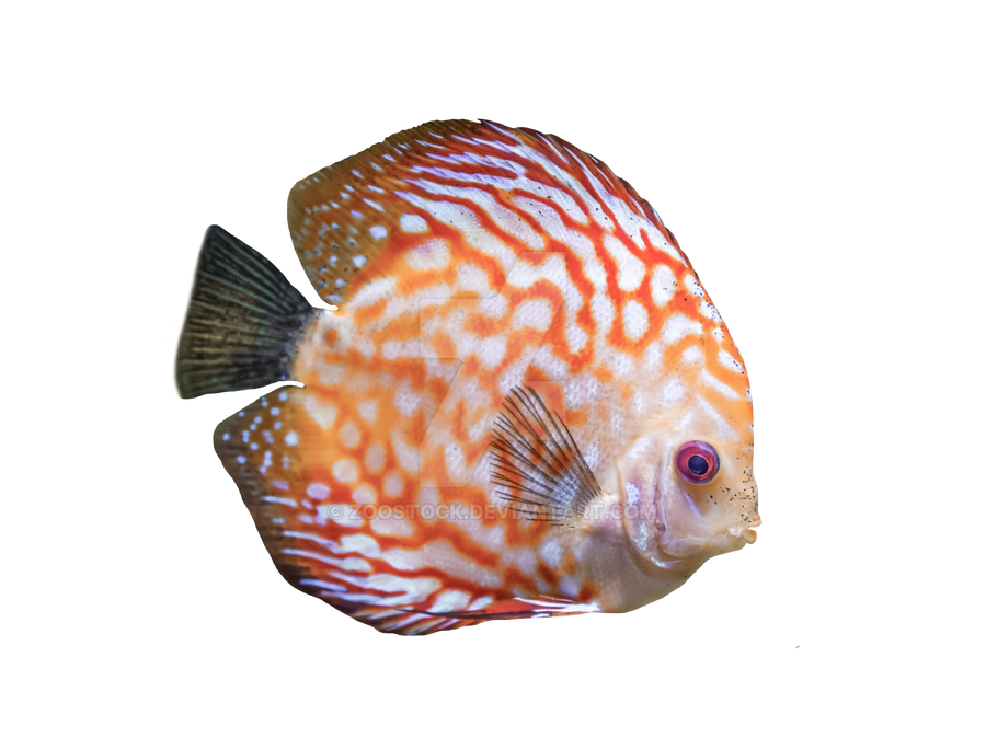 Tropical fish on a transparent background. by ZOOSTOCK on DeviantArt