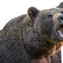 Brown bear portrait on transparent background