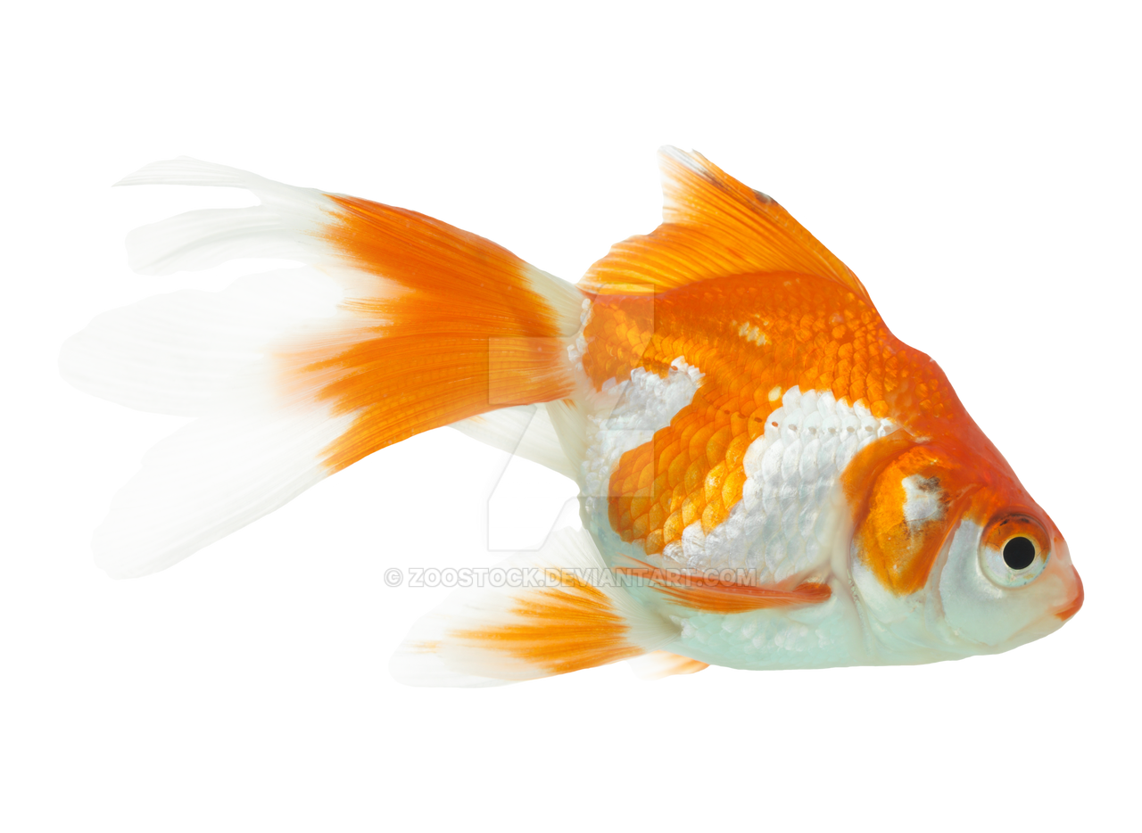 Aquarium goldfish on a transparent background. by ZOOSTOCK on DeviantArt