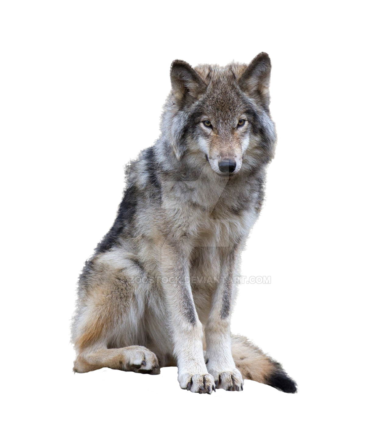 Wolf on a transparent background. by ZOOSTOCK on DeviantArt
