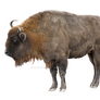 Bison on a transparent background.
