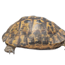 Steppe tortoise on a transparent background.