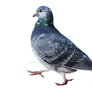 Wild pigeon bird on a transparent background.