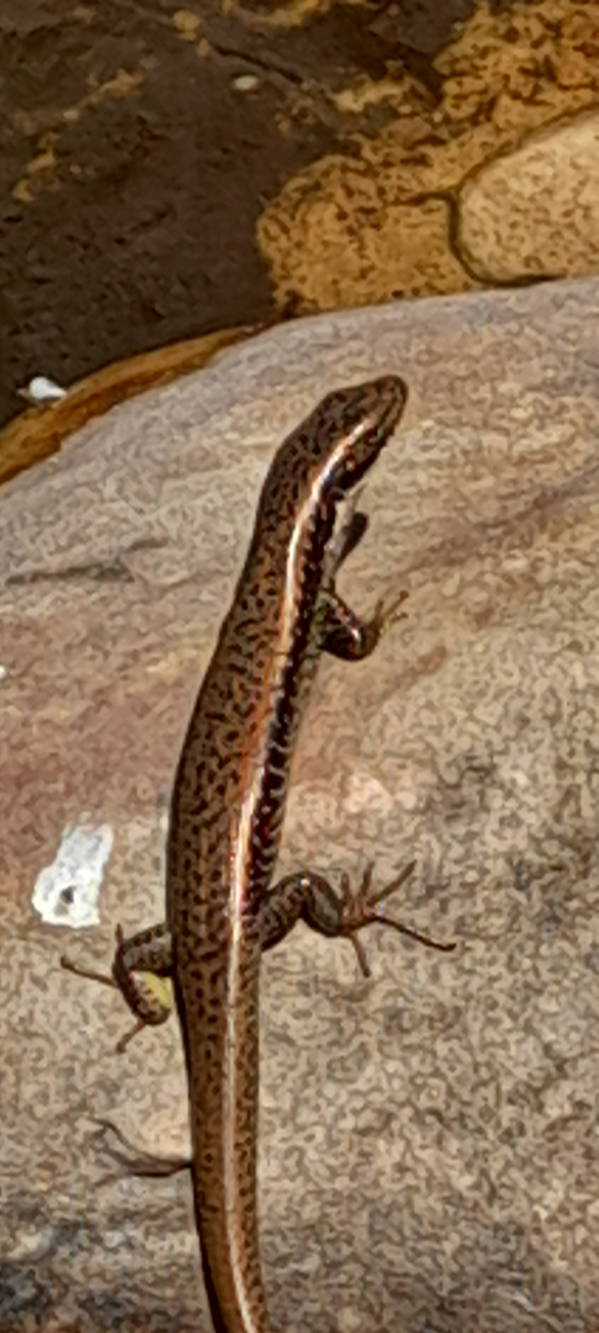 Lizard patterns amazing by Soulmatemissing on DeviantArt