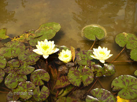 Water Lily