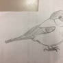 rough sketch: a bird