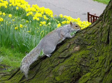 Glasgow Squirrel climbing a tree